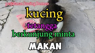 kucing tetangga selalu datang minta makan !! kucing anggora