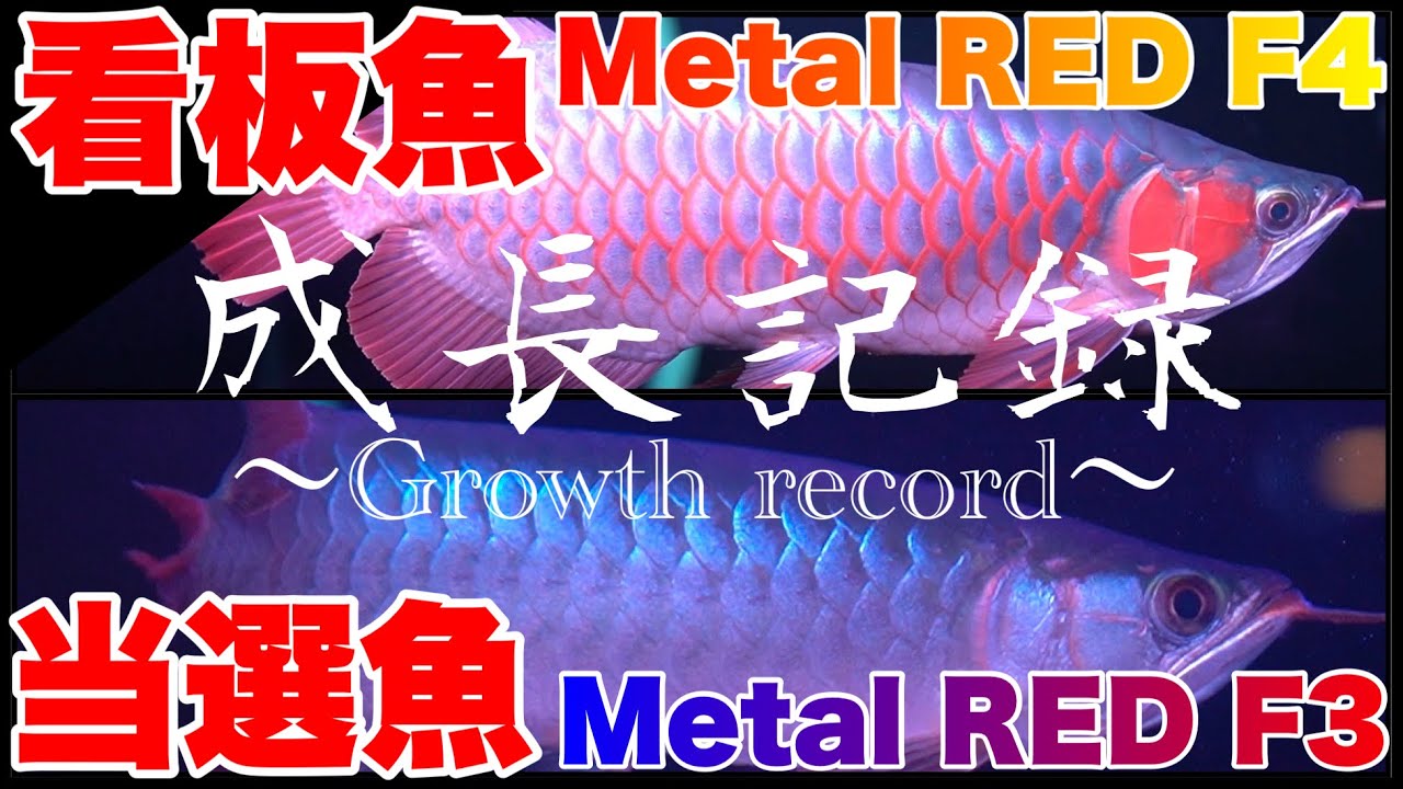 Growth record] Growth of the flagship fish Metal Red F4 and Metal