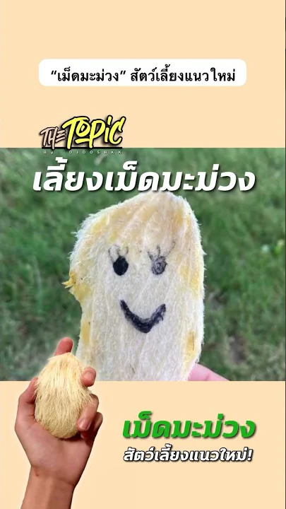 วัยรุ่นจีนเลี้ยงเม็ดมะม่วงแทนสัตว์เลี้ยง