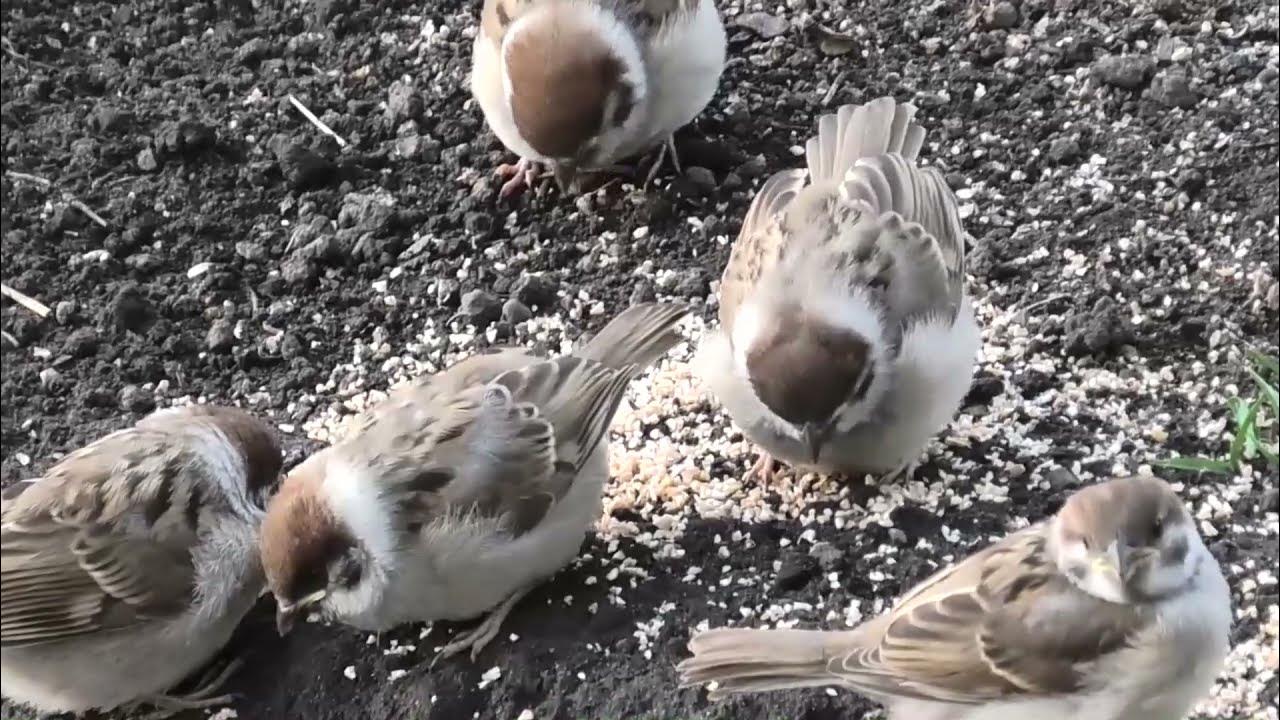 Чем кормить воробья зимой. Воробей в огороде. Воробей кормит птенца. Наглый Воробей. Где ночуют воробьи.