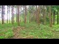 【VR】Relaxing in the forest VR that makes you sleepy【VR180】