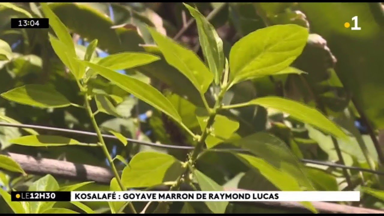 Kosalafé : Raymond Lucas goyave marron