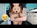 Saying Goodbye To My Puppy :(