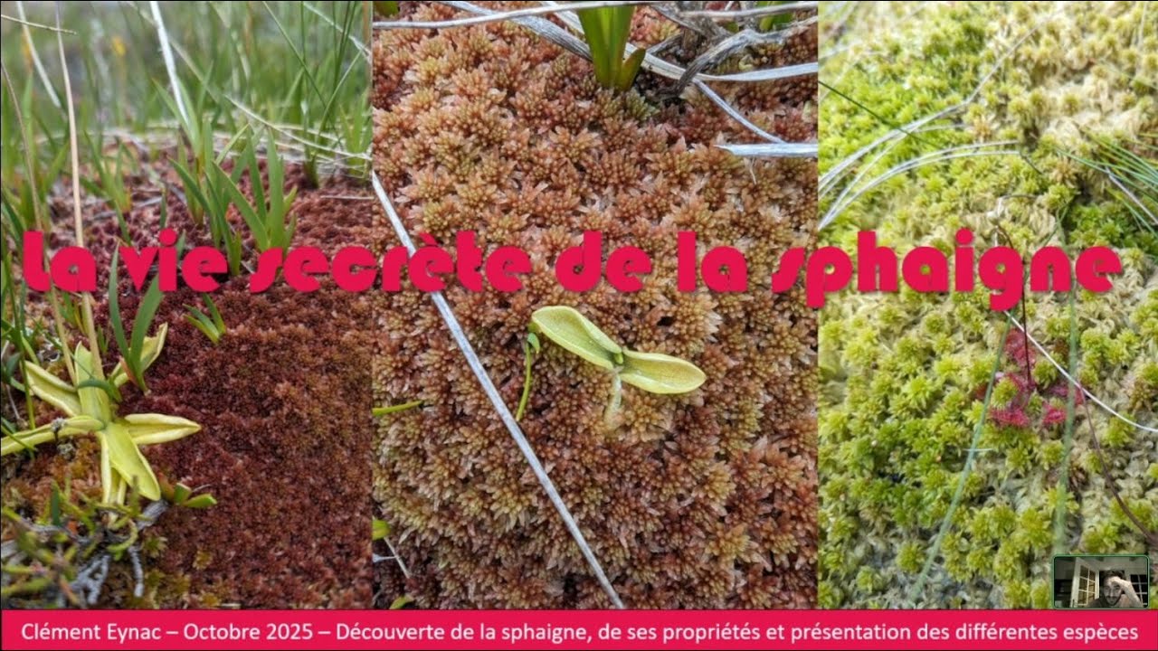 La vie secrète de la sphaigne par Clément Eynac