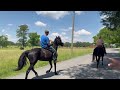 TSP LOT# 3423/3424 - MFT MARES - $2500 A PIECE or $5000 FOR BOTH SEE OTHER VIDEO FOR ALL INFO