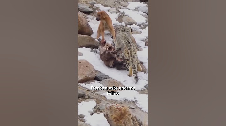 Un Leopardo de las Nieves se encuentra con Un Perro Domestico #shorts #animalessalvajes