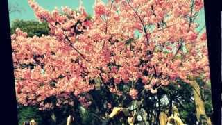 Download Lagu seventeen jaga selalu hatimu (Tokyo love story I).wmv MP3