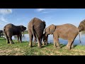 A beautiful blue sky walk with the elephants | Khanyisa & Timisa are as close as ever!