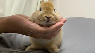 Funny And Cute Baby Bunny Rabbit Videos | The Cutest Baby Bunny Rabbit Compilation (2022)