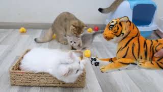 My Cat Gets Scared By Fake Tiger  Funny Cat 😹