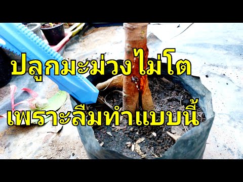 วีดีโอ: ปัญหาต้นมะม่วง - ไม่มีผลมะม่วงบนต้น