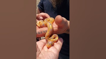 Banana Ball Python #morphs #ballpython #animals #nature #pets #snake #beautiful #love