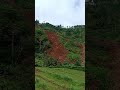 Landslide bandar pacitan jawa timur