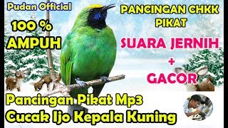 SUARA PIKAT MP3 - PANCINGAN PIKAT CUCAK IJO KEPALA KUNING GACOR SUARA JERNIH 1 JAM NONSTOP