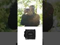 Komodo X Zeiss