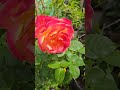 Exploring the Beauty and Harmonious Sounds of Nature