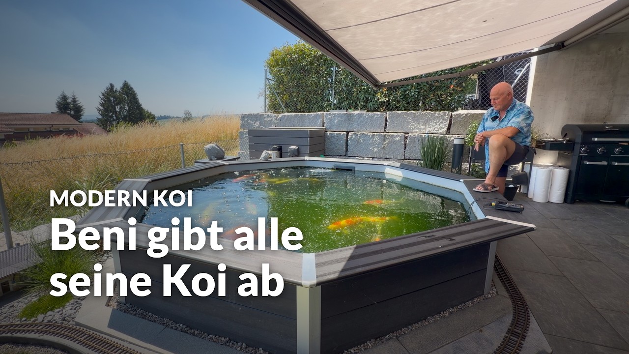 Benis große Koi stehen zum Verkauf | Modern Koi Blog #8213