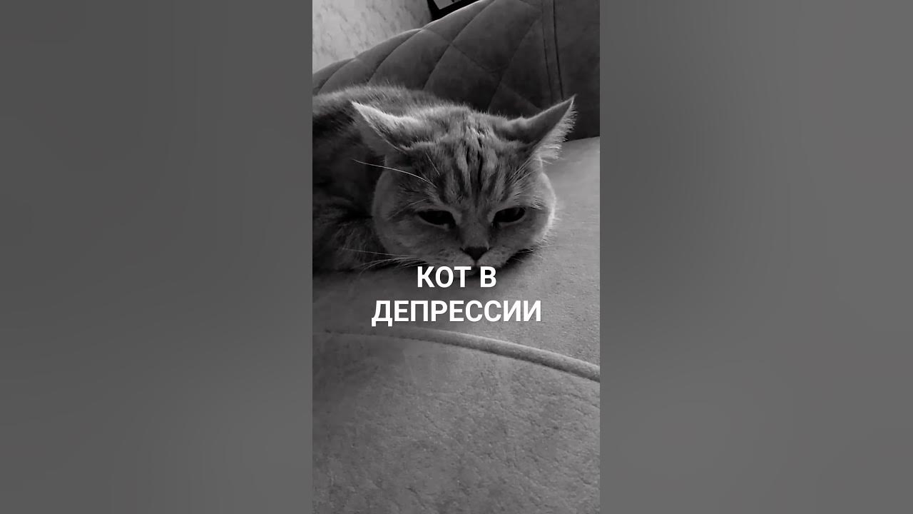 КОТ В ДЕПРЕСИИ😭#котики - YouTube