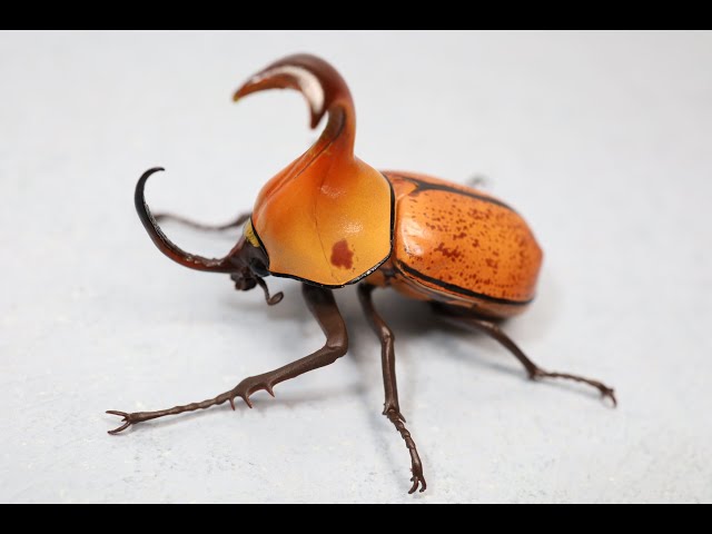 昆虫大系 いきもの大図鑑ミニコレクション 昆虫01』発売！ | がちゃぽん情報