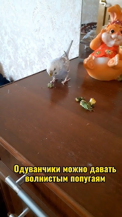 МОЖНО ЛИ ДАВАТЬ ОДУВАНЧИКИ ПОПУГАЯМ?! #shorts #попугай - YouTube