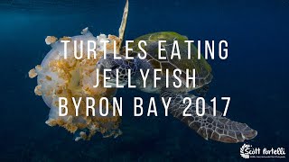 Turtles Eating Jellyfish in Byron Bay
