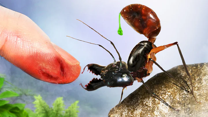 BITTEN and STUNG by the World's Largest Ant! (Acidic Sting)