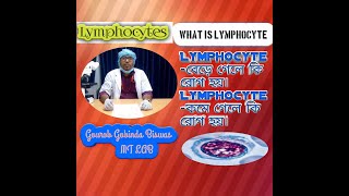 What Is Lymphocyte . লমফসইট ক এর কজ ক ? T Cells, B Cells.