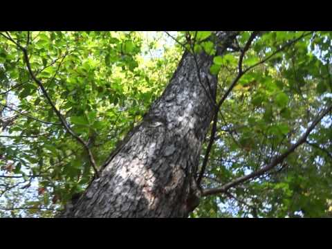Video: Որո՞նք են սաղարթավոր անտառները: