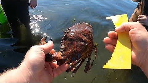 Wading for Red Rock Crab in the Puget Sound