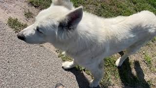 Mijn Pieterpad. Etappe 7. Van Sleen naar Coevorden.