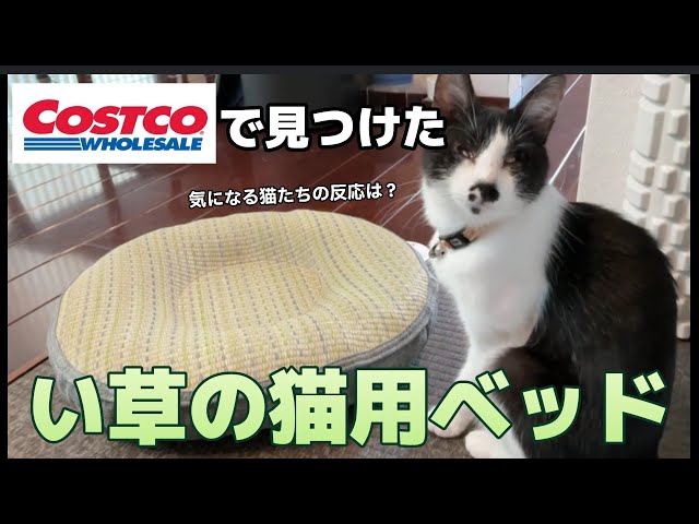 こもも子猫 I immediately tried out the tatami cat bed I bought at