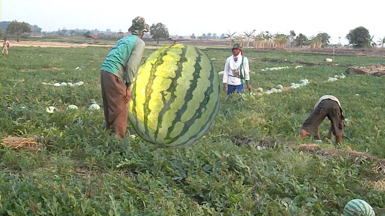 The world's largest watermelon YouTube