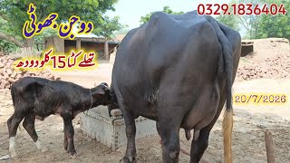 علی رضابلوچ404گ۔ب{پہلن جھوٹی فروخت20جولائی2026} Pure Neli, Nili Ravi Buffalo for Sale ZafarAnimalTv