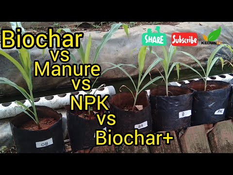 Video: Berapa lama biochar bertahan di tanah?