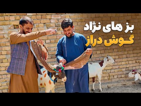 گزارش ویژه از فارم پرورش بز با نژادهای کمیاب و گوش دراز افغانستان
