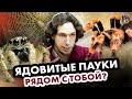 Ядовитые пауки рядом с тобой? Ученые против мифов 17-11. Фёдор Мартыновченко