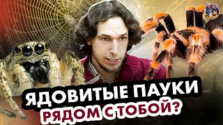 Ядовитые Пауки Рядом С Тобой? Ученые Против Мифов 17-11. Фёдор Мартыновченко