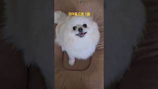 귀여움으로 1등 포메 #shorts #포메라니안 #포메 #귀여움 #이쁜강아지 #이쁜 #동물농장 #강아지 #애견 #애완동물 #애완견 #애교