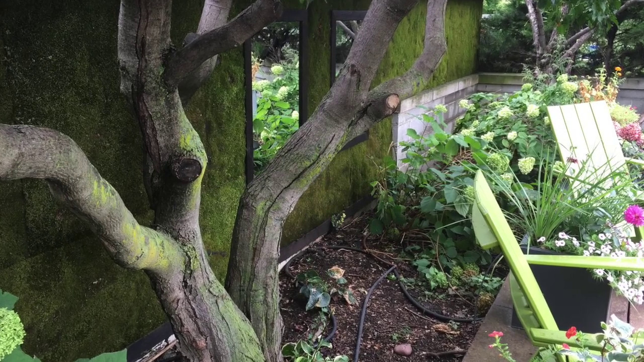 Living Moss Wall     See our new channel:  