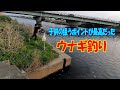 何故か息子の狙うポイントで爆釣!! 【うなぎ釣り】