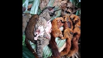 mus yos hav zoov rau hmoob qub zog EP2