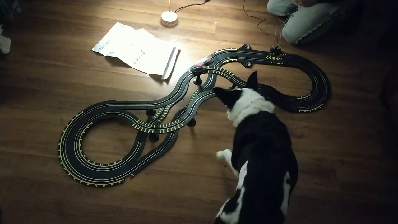 Dog loves racing cars funny collie - YouTube