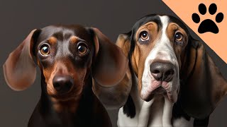 The Dachshund Vs The Basset Hound by Dog World 517 views 5 months ago 10 minutes, 49 seconds