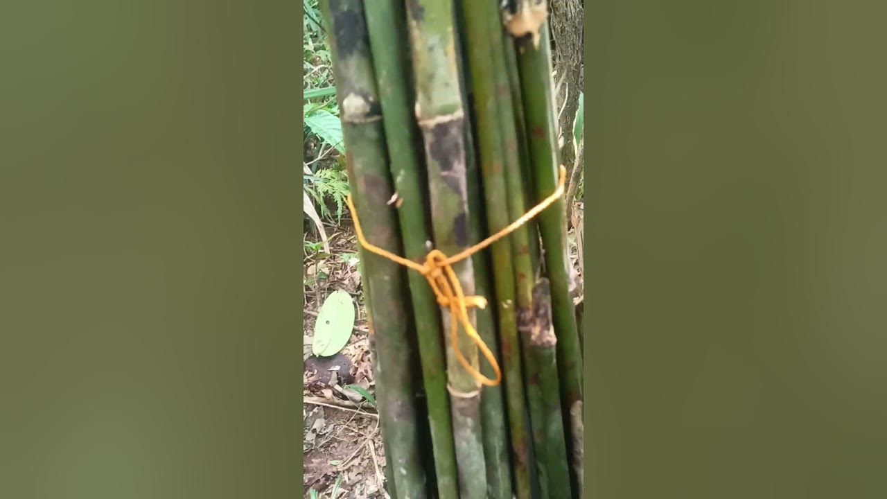 how to make a lizard trap🦎🦎🦎😯😯 YouTube