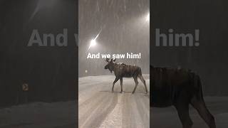 INCREDIBLE MOOSE caught in AK STORM!  Anchorage, AK  November 8, 2023