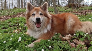 A Walk in the Forest | Hötti the Icelandic Sheepdog