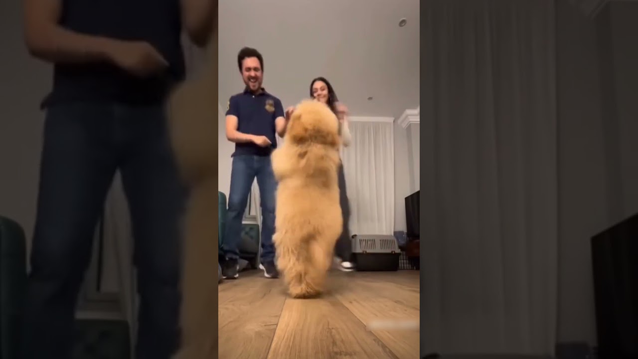 These 🐶 know how to boogie 😂😂 #funny #funnydogs #dancing #viral #shorts