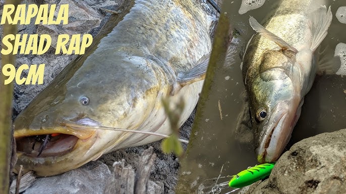 Rapala® Jointed Shallow Shad Rap® 