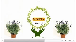 زراعة اللفندر الخزامى من العقلة