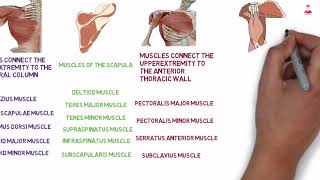 عضلات الكتف || shoulder muscles